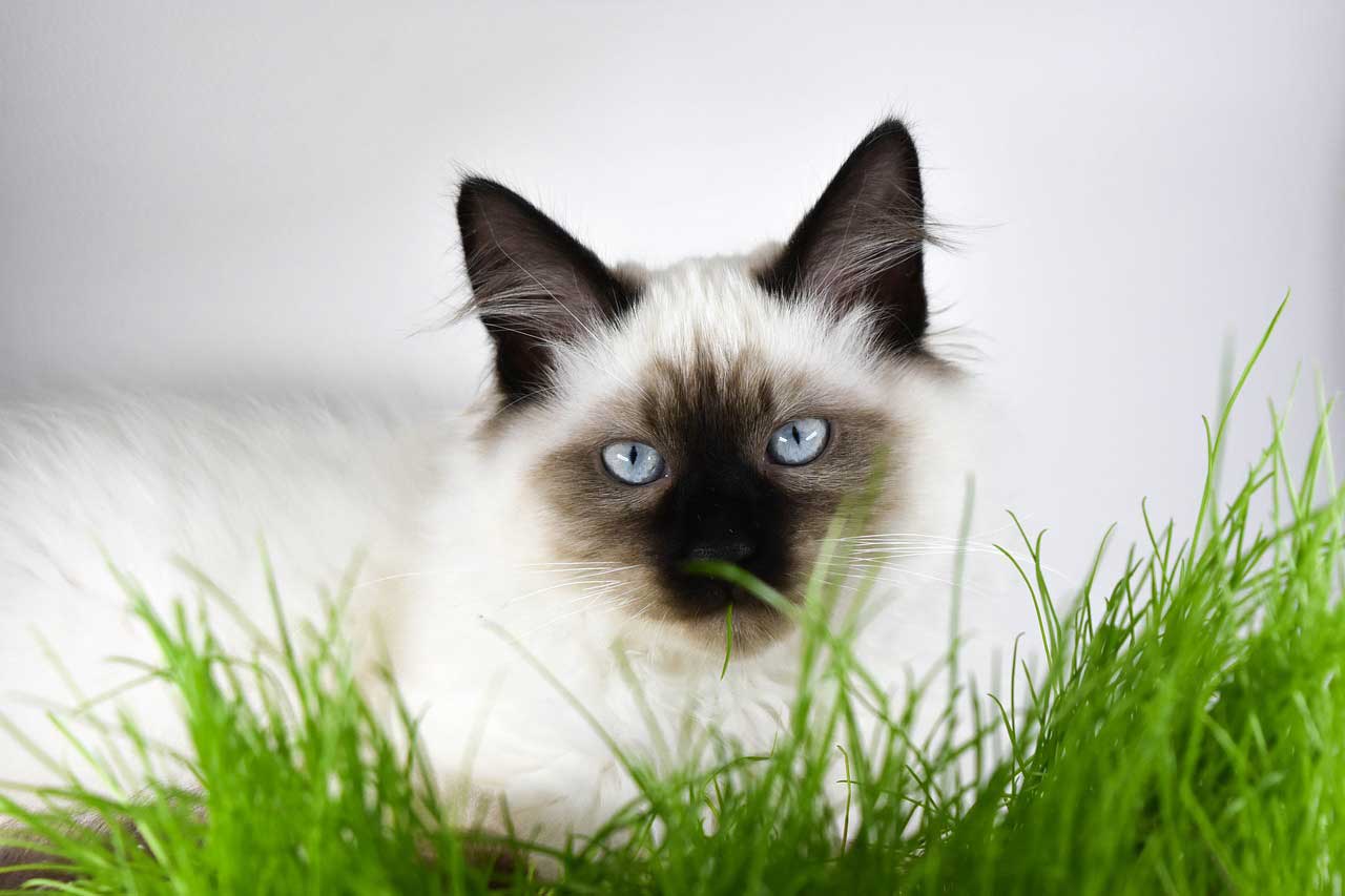 Kočka - tráva, kočičí tráva
