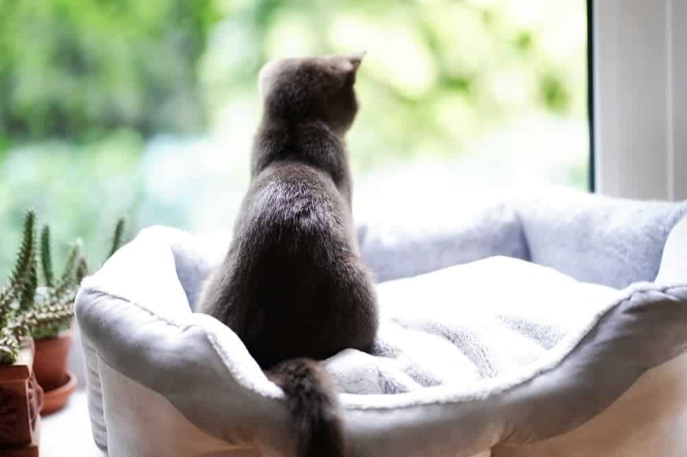 Kočka za oknem