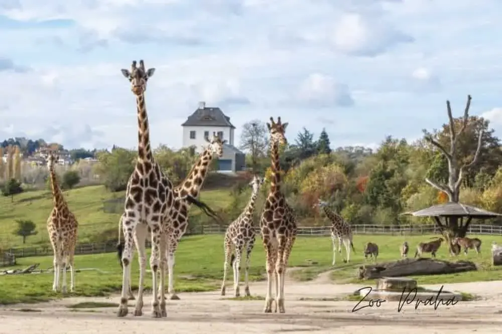 Žirafy v Zoo Praha