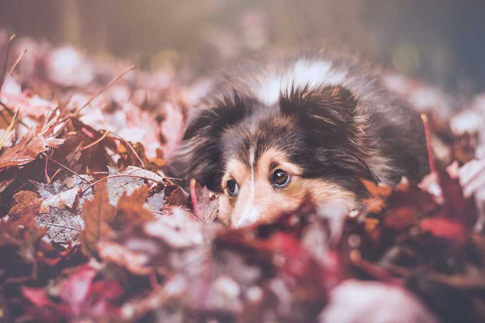 Pes na podzim