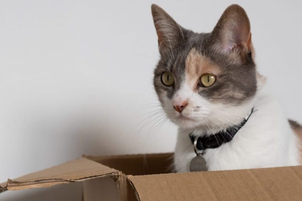 Kočka v krabici