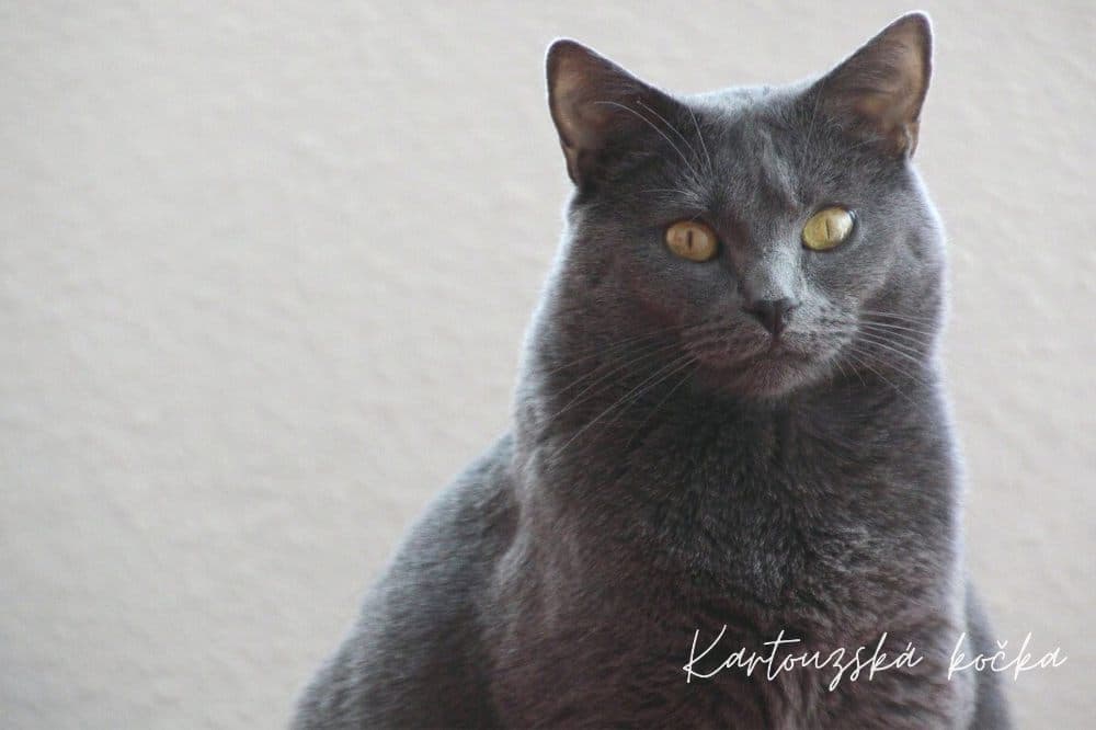 Kartouzská kočka, chartreux