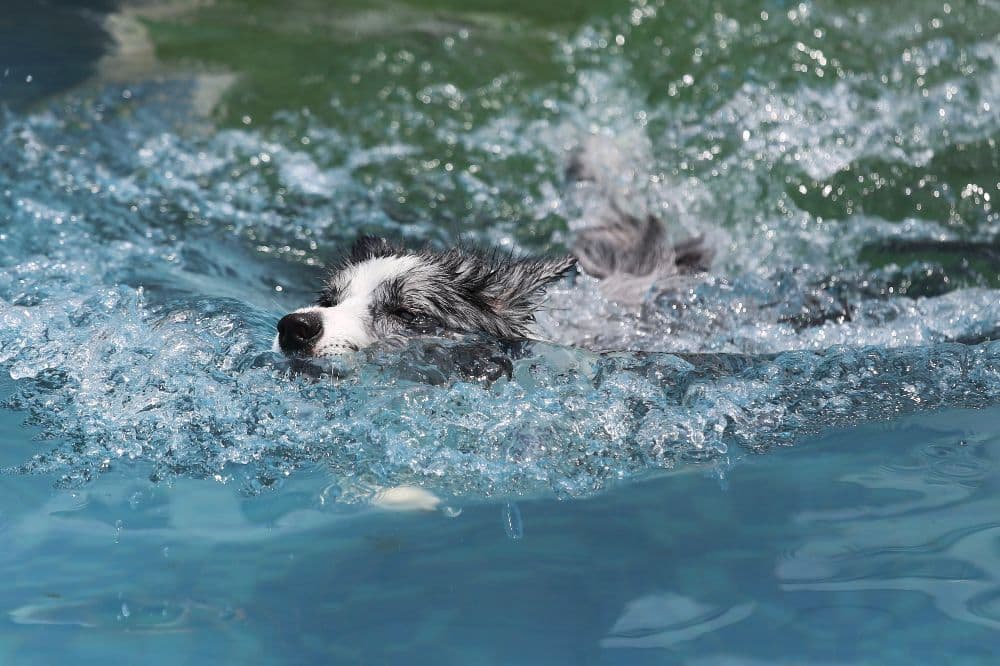 Plavání psa