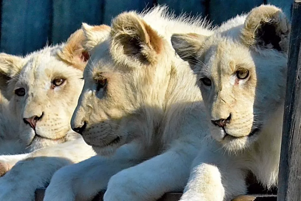 Bílí lvi v Zoo Hodonín