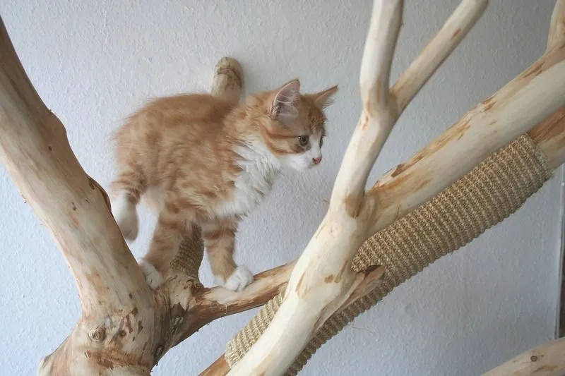 Kotě kočičí strom